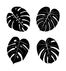 Icons with tropical palm leaves, monstera. Beautiful hand drawn exotic plants. Floral background. Monsters isolated on white background. Monstera leaves, jungle. Silhouette of monstera leaves © Aleksandra