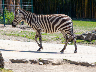 Fototapeta na wymiar Portrait of an Zebra in an outdoor enclosure in a german Zoo