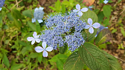한국 제주도 한라산에서 자생하는 야생 수국꽃