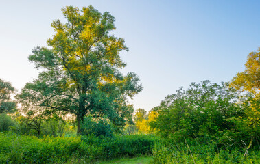 Lush green foliage of trees in a forest in sunlight at sunrise in an early summer morning, 