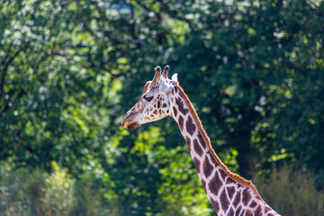 Portrait of an African giraffe taken in a German zoo