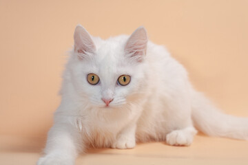 White cat with different eyes lying on a chair