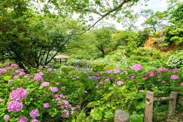 静岡県下田市下田公園のあじさい