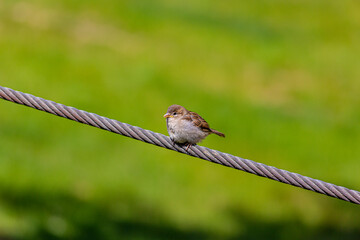 Picture of a small sparrow sitting on a wire cable and observing the area