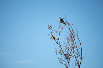 A pigeon sharing a tree with a yellow finch