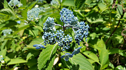 한국 제주도 한라산에서 자생하는 야생 수국꽃