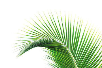 Beautiful curved coconut leaves Isolated on white background