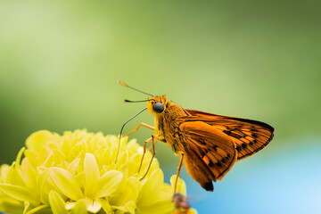 Fototapeta na wymiar A butterfly perched on the yellow marigold in the garden.