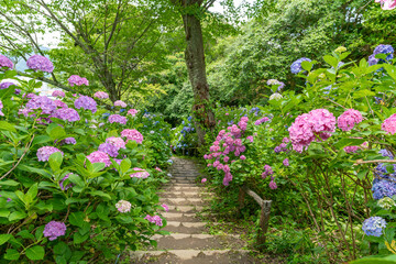 静岡県下田市下田公園のあじさい