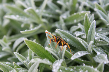 Wasp