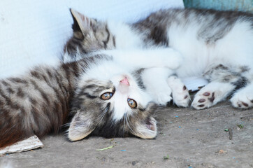 Naklejka na ściany i meble Sleepy kittens , fluffy small cats ,photo for printing