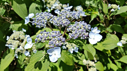 한국 제주도 한라산에서 자생하는 야생 수국꽃