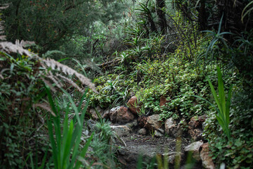Mysterious steps in a dense forest