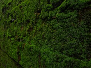 green moss on the wall background