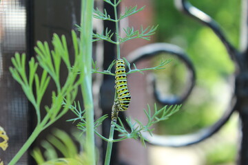 The green caterpillar of the Papilio machaon butterfly, known as the common yellow swallowtail, feeds off the fresh green leaf of the fennel herb in a balcony garden.