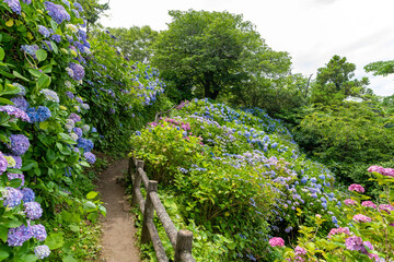静岡県下田市下田公園のあじさい