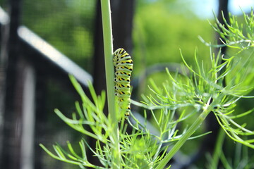 The green caterpillar of the Papilio machaon butterfly, known as the common yellow swallowtail, feeds off the fresh green leaf of the fennel herb in a balcony garden.