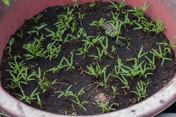 Seedlings are growing in the soil.