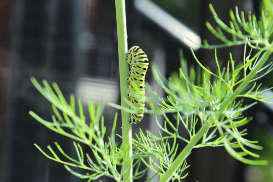 The green caterpillar of the Papilio machaon butterfly, known as the common yellow swallowtail, feeds off the fresh green leaf of the fennel herb in a balcony garden.
