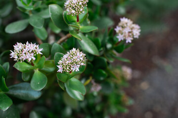 Pink flowers of a succulent plant in South Africa