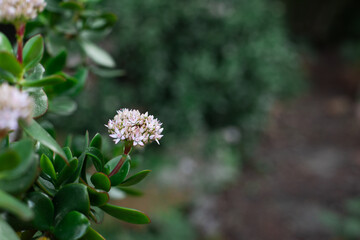 A single pink flower of a succulent plant in South Africa