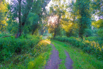 Lush green foliage of trees in a forest in sunlight at sunrise in an early summer morning