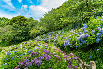 静岡県下田市下田公園のあじさい