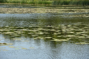 Burton Mill pond in Petworth, West Sussex