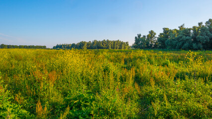 Fototapeta premium The edge of a sunlit lake at sunrise in an early summer morning below a blue sky