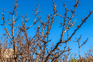 Silhouette of an almond tree
