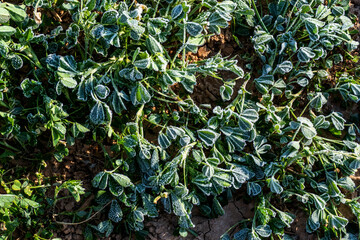 Close up of rimed alfalfa growing (Medicago sativa)
