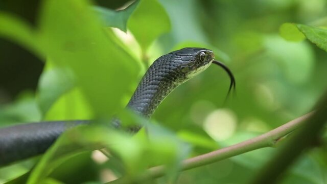 Black Rat Snake In A Blueberry Bush