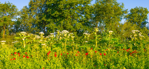 Wild flowers like red papavers and giant hogweeds in a grassy green field in sunlight in summer