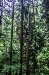 Forest landscape with trees. Sunlight in the green forest.