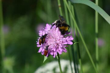 Schmalbock, Anastrangalia sp. bei der Paarung, mit Hummel und Blutroter Halsbock, Anastrangalia sanguinolenta Weibchen, Artenvielfalt dank Wildblumen im Garten, lustiges Gartenbild