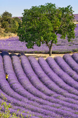 Fototapeta na wymiar Field of lavender flowers, harvesting 