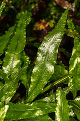 Monarch Fern (Phymatosorus scolopendria)