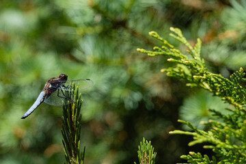 Wide-body male dragonfly (Libellula depressa) with large transparent wings and blue body. Dragonfly sits on pine. Blurred green background. Selective focus. Close-up. Evergreen landscaped garden.