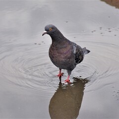 pigeon bird
