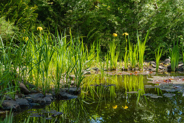 Fototapeta na wymiar Beautiful garden pond. Swamp irises bloom along stone shores. Evergreens are reflected in water. Selective focus. Springtime evergreen landscaped garden. Nature concept for design.