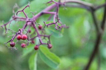 red berries on a branch