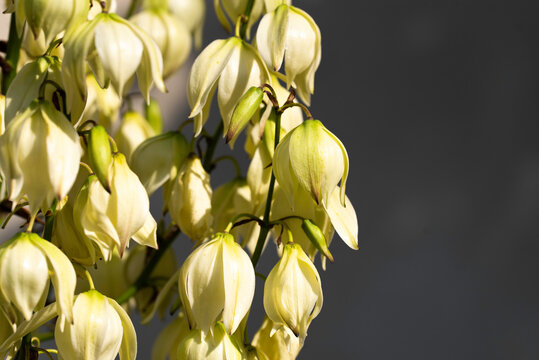 White Yucca filamentosa bush flowers with space for text