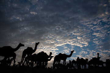 Silhouette of camels on a high ground with dramatic sky and clouds as background.