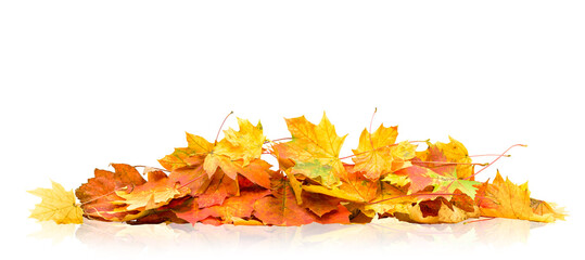 pile of autumn leaves isolated on white background