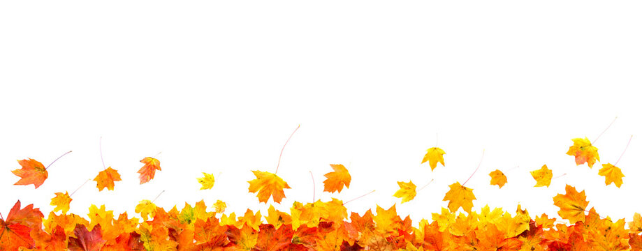 autumn leaves frame isolated on white background