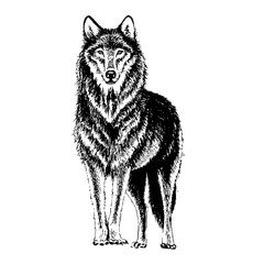 Wolf engraving illustration. Hand-drawn isolated on a white background.