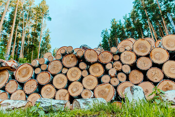 a stack of logs with deciduous trees a view of the various ends of logs in the stack. brown logs