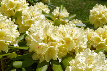 Close up view of flowers of a rhododendron 