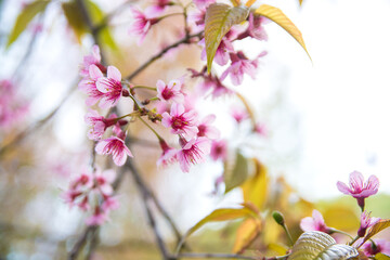 Beautiful  wild Himalayan Cherry ( Prunus cerasoides ) name Sakura in Thailand blooming on the tree