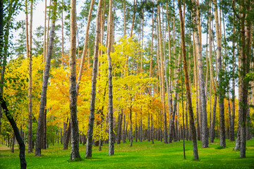 Yellow autumn trees in forest or Park